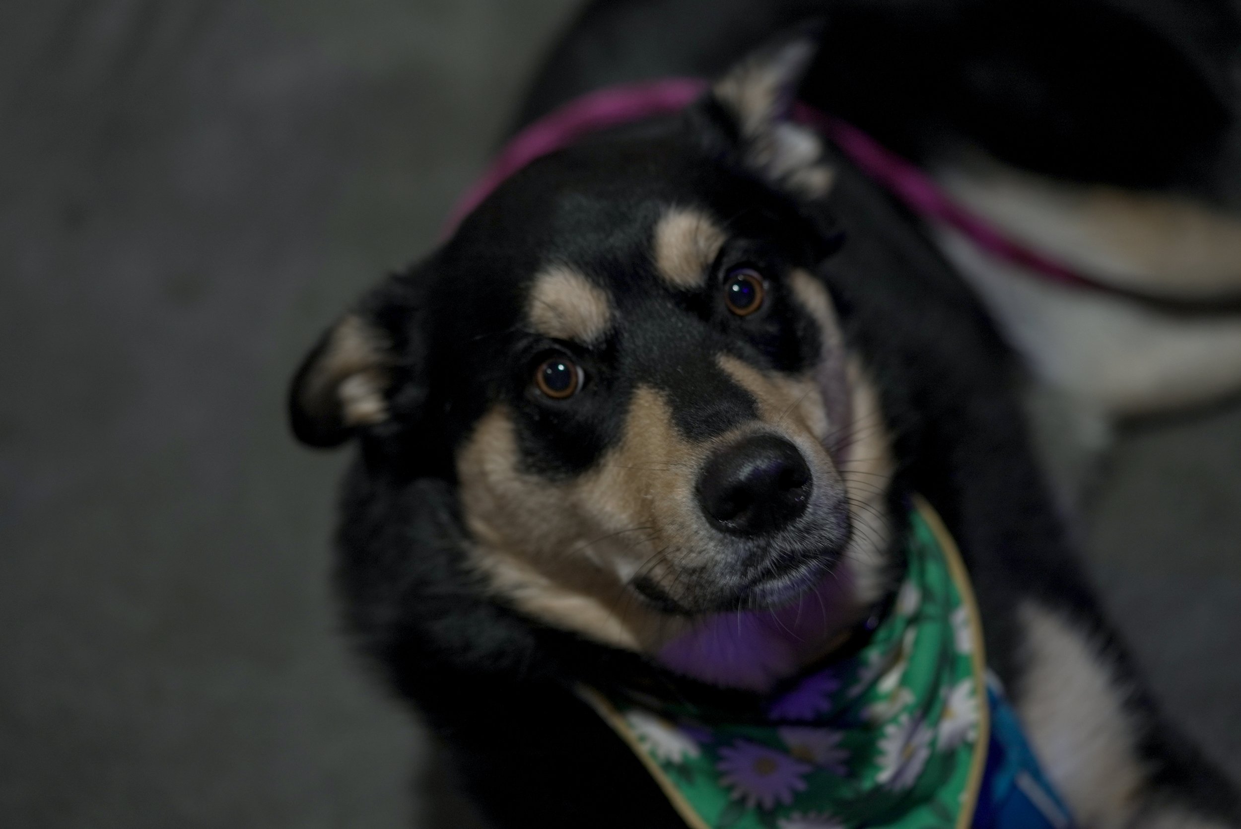Less sad dog, but kind of miffed at these hard questions..JPG