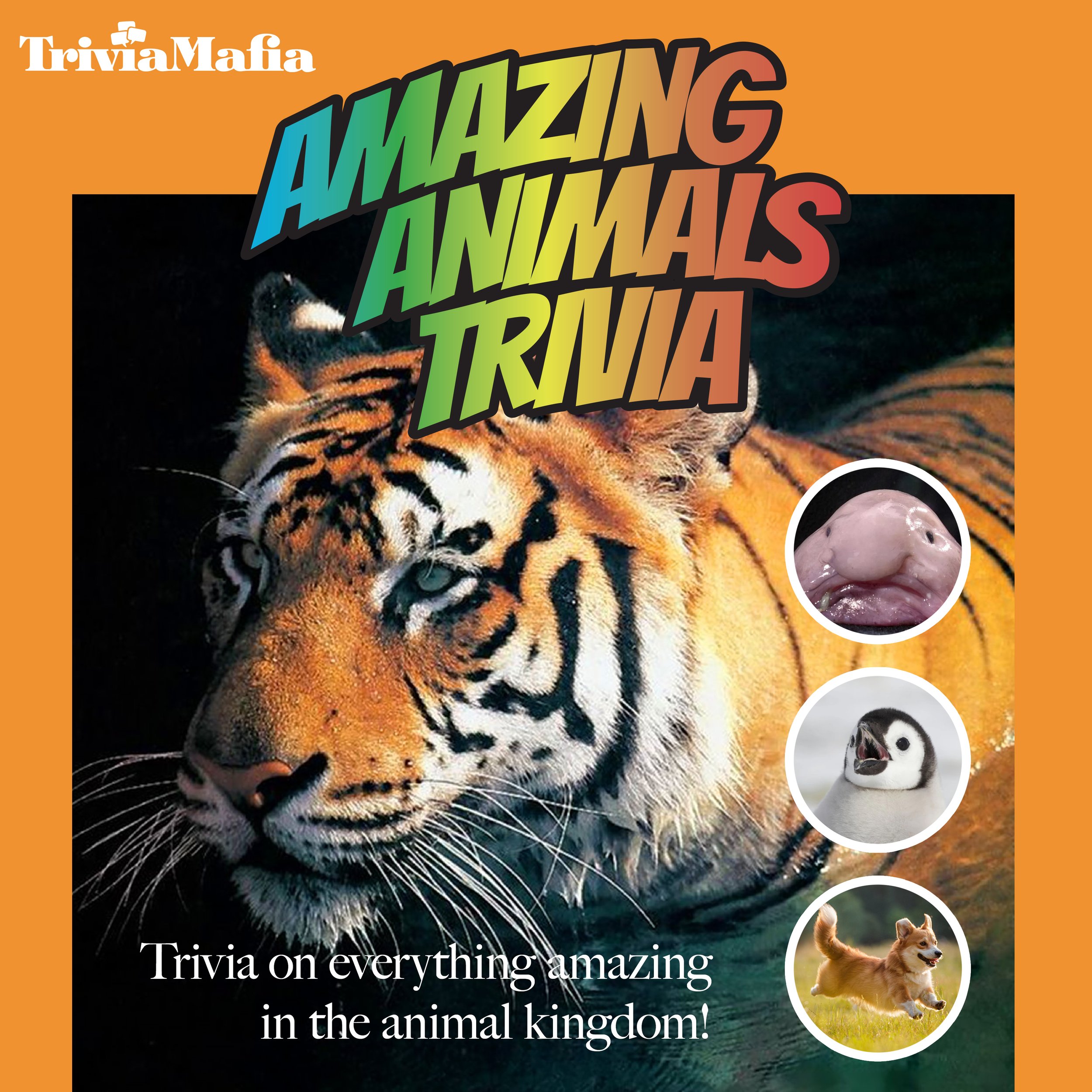 TM Amazing Animals 2024 Square.jpg